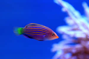 Vibrant Wrassein Blue Waters.jpg Wallpaper