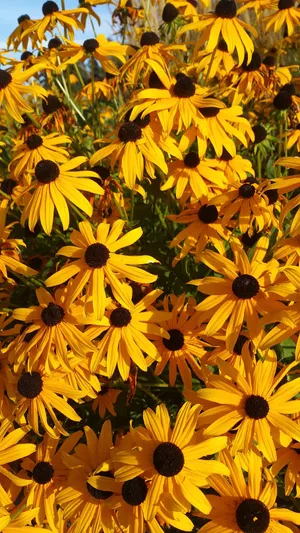 Vibrant Yellow Black Eyed Susans Wallpaper