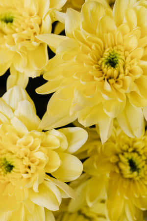 Vibrant Yellow Blooms Bring Life And Joy To The Garden. Wallpaper