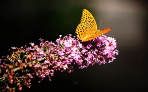 Vibrant Yellow Butterfly On Purple Flowers Wallpaper