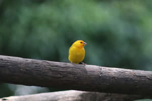 Vibrant Yellow Canary In Natural Habitat Wallpaper