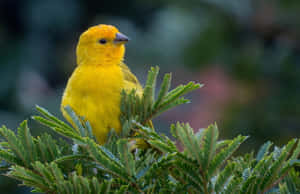 Vibrant Yellow Canary Perched In Nature Wallpaper