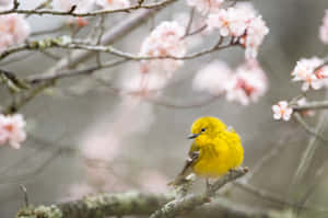 Vibrant Yellow Canary Perched In Nature Wallpaper