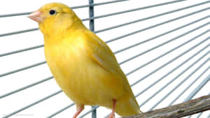 Vibrant Yellow Canary Perched On A Branch Wallpaper