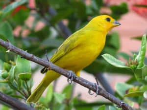 Vibrant Yellow Canary Perched On A Branch Wallpaper