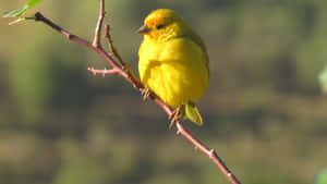 Vibrant Yellow Canary Perched On A Branch Wallpaper