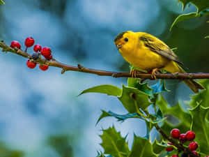 Vibrant Yellow Canary Perched On A Branch Wallpaper