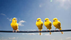 Vibrant Yellow Canary Perched On A Branch Wallpaper