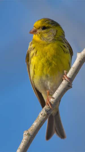 Vibrant Yellow Canary Perched On A Branch Wallpaper