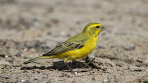 Vibrant Yellow Canary Perched On A Branch Wallpaper