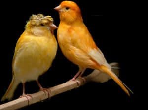 Vibrant Yellow Canary Perched On A Twig Wallpaper