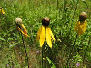 Vibrant Yellow Coneflower Blooming In A Garden Wallpaper