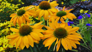 Vibrant Yellow Coneflower In A Lush Garden Wallpaper