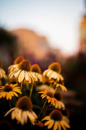 Vibrant Yellow Coneflower In Full Bloom Wallpaper