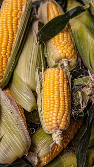 Vibrant Yellow Corn Close-up Wallpaper