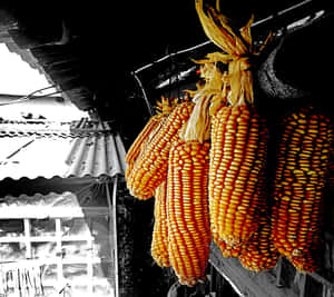 Vibrant Yellow Corn On Display Wallpaper