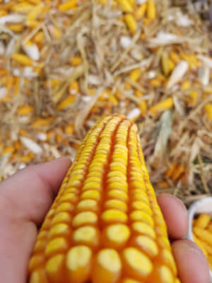 Vibrant Yellow Corn On The Cob Wallpaper