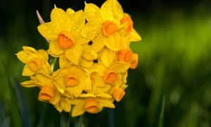 Vibrant Yellow Daffodils Blooming In Spring Wallpaper