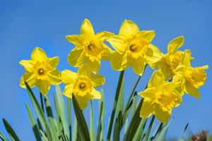 Vibrant Yellow Daffodils In Full Bloom Wallpaper