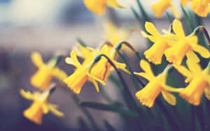 Vibrant Yellow Daffodils In Full Bloom Wallpaper