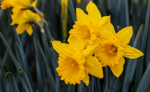 Vibrant Yellow Daffodils In Full Bloom Wallpaper