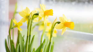 Vibrant Yellow Daffodils In Full Bloom Wallpaper