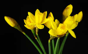 Vibrant Yellow Daffodils In Full Bloom Wallpaper