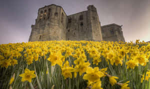 Vibrant Yellow Daffodils In Full Bloom Wallpaper