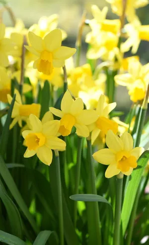 Vibrant Yellow Daffodils In Full Bloom Wallpaper