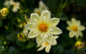 Vibrant Yellow Dahlia Blossom Wallpaper