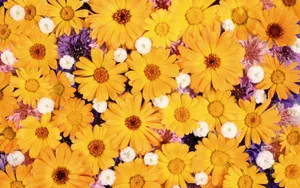 Vibrant Yellow Daisy Blooming In Nature Wallpaper