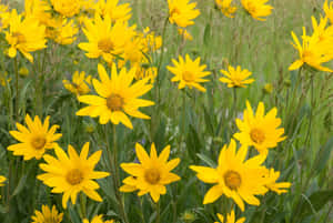 Vibrant Yellow Daisy Blooming In Nature Wallpaper