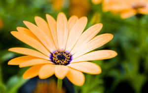 Vibrant Yellow Daisy Blooming In Nature Wallpaper