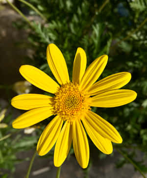 Vibrant Yellow Daisy Close-up Wallpaper