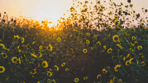 Vibrant Yellow Daisy In Bloom Wallpaper