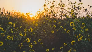 Vibrant Yellow Daisy In Bloom Wallpaper