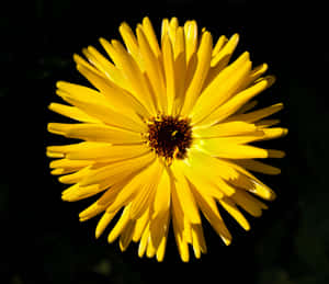 Vibrant Yellow Daisy In Bloom Wallpaper