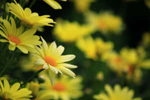 Vibrant Yellow Daisy In Full Bloom Wallpaper