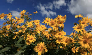 Vibrant Yellow Daisy In Full Bloom Wallpaper