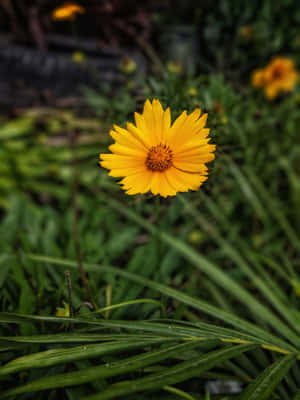 Vibrant Yellow Daisy In Full Bloom Wallpaper