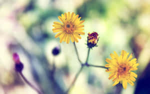 Vibrant Yellow Daisy In Full Bloom Wallpaper