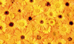 Vibrant Yellow Daisy In Full Bloom Wallpaper