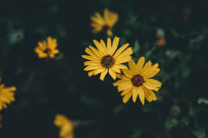 Vibrant Yellow Daisy In Full Bloom Wallpaper