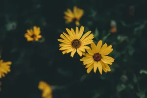 Vibrant Yellow Daisy In Full Bloom Wallpaper