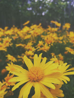 Vibrant Yellow Daisy In Full Bloom Wallpaper