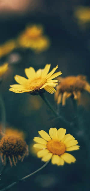 Vibrant Yellow Daisy In Full Bloom Wallpaper