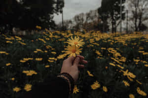 Vibrant Yellow Daisy In Full Bloom Wallpaper