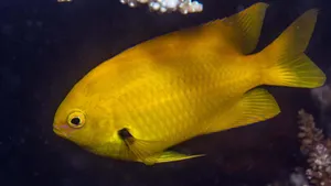 Vibrant Yellow Damselfish Underwater Wallpaper