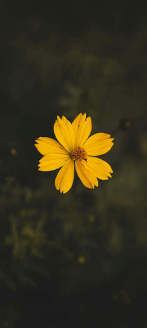 Vibrant Yellow Flower Dark Background.jpg Wallpaper