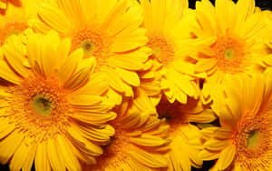 Vibrant Yellow Gerbera Daisies Wallpaper